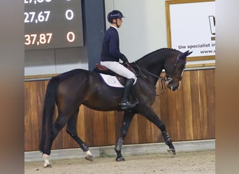 Belgisches Sportpferd, Stute, 6 Jahre, 169 cm, Dunkelbrauner