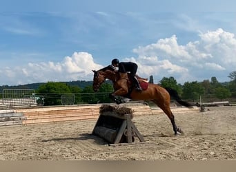 Belgisches Sportpferd, Stute, 6 Jahre, 171 cm, Brauner