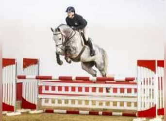 Belgisches Sportpferd, Stute, 7 Jahre, 166 cm, Schimmel