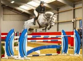 Belgisches Sportpferd, Stute, 7 Jahre, 166 cm, Schimmel