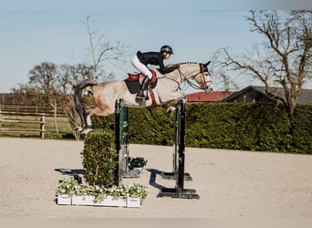Belgisches Sportpferd, Stute, 7 Jahre, Schimmel