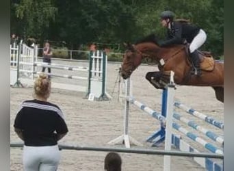 Belgisches Sportpferd, Stute, 8 Jahre, 165 cm, Brauner