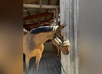 Belgisches Sportpferd, Stute, 8 Jahre, 165 cm, Dunkelbrauner