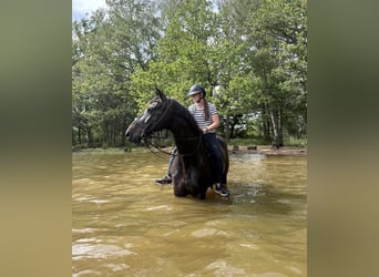 Belgisches Sportpferd, Stute, 8 Jahre, 169 cm, Rappe