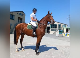Belgisches Sportpferd, Stute, 8 Jahre, 173 cm, Brauner