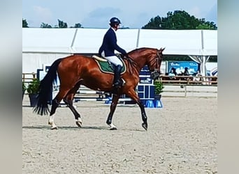 Belgisches Sportpferd, Stute, 8 Jahre, 173 cm, Brauner
