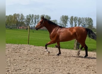 Belgisches Sportpferd, Stute, 8 Jahre, 173 cm, Brauner
