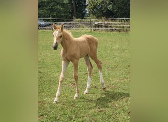 Belgisches Sportpferd, Stute, Fohlen (07/2025), 166 cm, Palomino