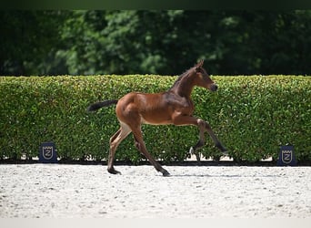 Belgisches Sportpferd, Stute, Fohlen (06/2025), Brauner