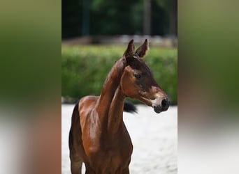 Belgisches Sportpferd, Stute, Fohlen (06/2025), Brauner