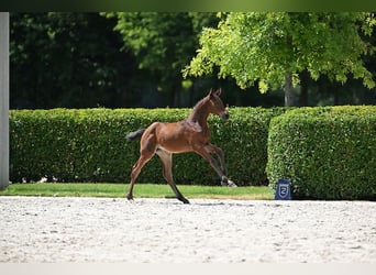 Belgisches Sportpferd, Stute, Fohlen (06/2025), Brauner