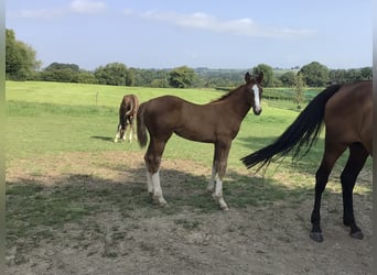 Belgisches Sportpferd, Stute, Fohlen (05/2025), Dunkelfuchs