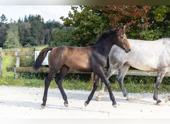 Belgisches Sportpferd, Stute, Fohlen (03/2024), Kann Schimmel werden