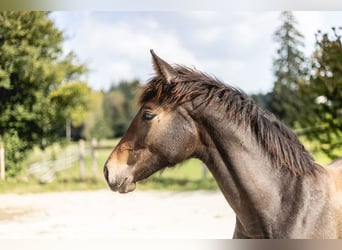 Belgisches Sportpferd, Stute, Fohlen (03/2024), Kann Schimmel werden