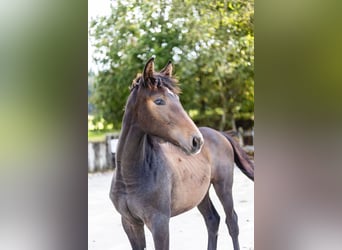 Belgisches Sportpferd, Stute, Fohlen (03/2024), Kann Schimmel werden