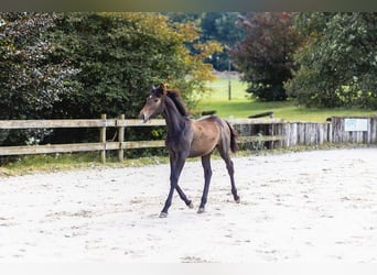 Belgisches Sportpferd, Stute, Fohlen (03/2024), Kann Schimmel werden