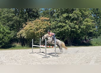 Belgisches Sportpferd, Wallach, 10 Jahre, 155 cm, Schimmel