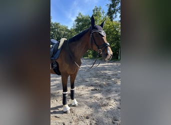 Belgisches Sportpferd, Wallach, 10 Jahre, 170 cm, Brauner