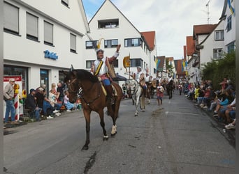 Belgisches Sportpferd, Wallach, 10 Jahre, 175 cm, Brauner