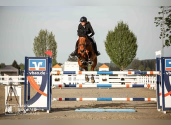 Belgisches Sportpferd, Wallach, 10 Jahre, 175 cm, Brauner