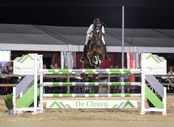 Belgisches Sportpferd, Wallach, 10 Jahre, Brauner