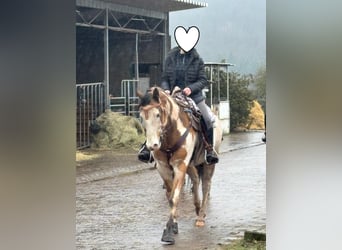Belgisches Sportpferd, Wallach, 11 Jahre, 152 cm, Schecke