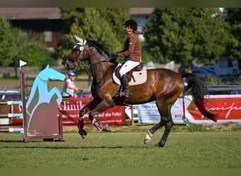 Belgisches Sportpferd, Wallach, 11 Jahre, 172 cm, Schwarzbrauner