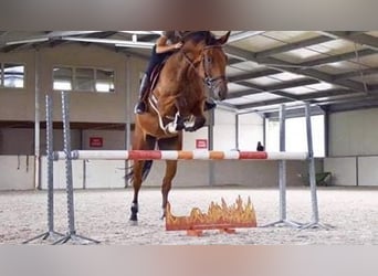 Belgisches Sportpferd, Wallach, 12 Jahre, 178 cm, Rotbrauner