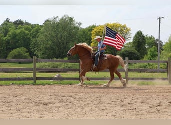 Belgisches Sportpferd, Wallach, 12 Jahre, Rotfuchs