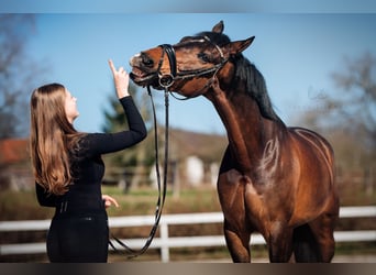 Belgisches Sportpferd, Wallach, 13 Jahre, 169 cm, Brauner