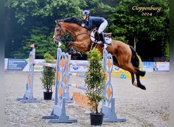 Belgisches Sportpferd, Wallach, 13 Jahre, 170 cm, Brauner