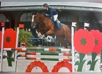 Belgisches Sportpferd, Wallach, 13 Jahre, 175 cm, Brauner