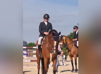 Belgisches Sportpferd, Wallach, 14 Jahre, 172 cm, Brauner