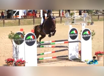 Belgisches Sportpferd, Wallach, 15 Jahre, 175 cm, Rotbrauner