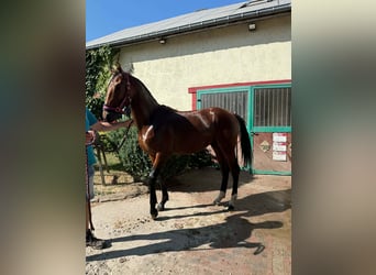 Belgisches Sportpferd, Wallach, 1 Jahr, Rotbrauner