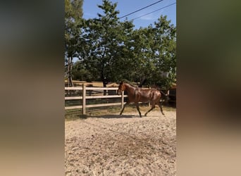 Belgisches Sportpferd, Wallach, 1 Jahr, Rotbrauner