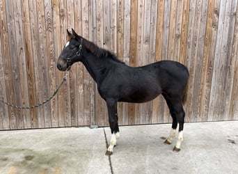 Belgisches Sportpferd, Wallach, 1 Jahr