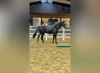 Belgisches Sportpferd, Wallach, 2 Jahre, 175 cm, Kann Schimmel werden