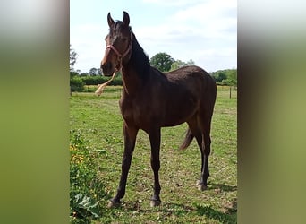 Belgisches Sportpferd, Wallach, 2 Jahre, Brauner