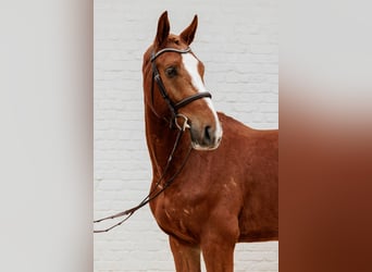 Belgisches Sportpferd, Wallach, 3 Jahre, 165 cm, Fuchs