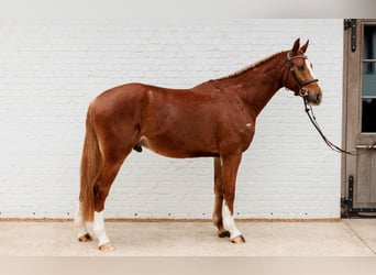 Belgisches Sportpferd, Wallach, 3 Jahre, 165 cm, Fuchs