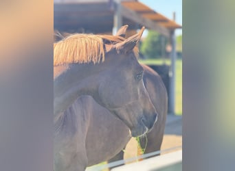Belgisches Sportpferd, Wallach, 3 Jahre, 165 cm, Fuchs