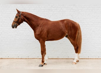 Belgisches Sportpferd, Wallach, 3 Jahre, 165 cm, Fuchs