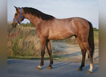 Belgisches Sportpferd, Wallach, 3 Jahre, 167 cm, Rotschimmel