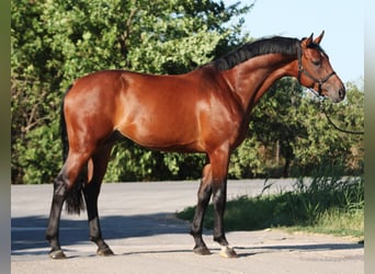 Belgisches Sportpferd, Wallach, 3 Jahre, 168 cm, Brauner