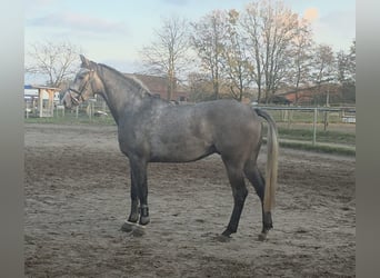 Belgisches Sportpferd, Wallach, 3 Jahre, 170 cm, Blauschimmel