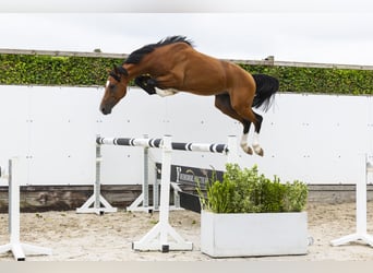 Belgisches Sportpferd, Wallach, 4 Jahre, 162 cm, Brauner