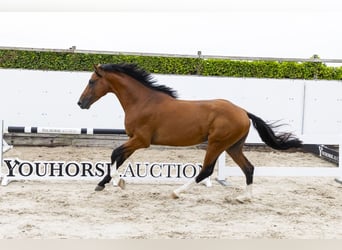 Belgisches Sportpferd, Wallach, 4 Jahre, 162 cm, Brauner