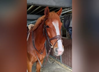 Belgisches Sportpferd, Wallach, 4 Jahre, 164 cm, Fuchs
