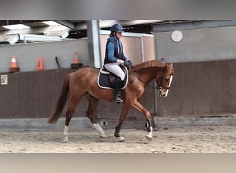 Belgisches Sportpferd, Wallach, 4 Jahre, 164 cm, Fuchs